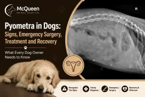 Pyometra in Dogs