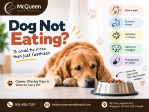 Dog Loss of Appetite