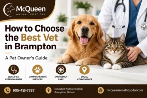 Best Vet in Brampton