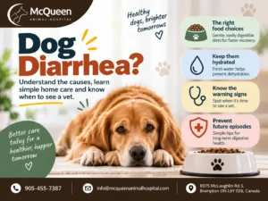 Dog Diarrhea