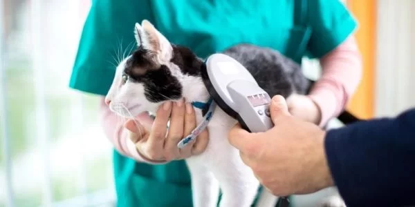 Best vet in George Town