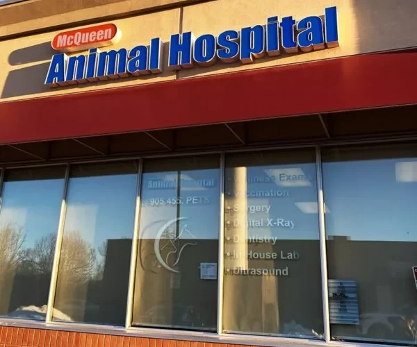 MC-queen-animal-hospital-