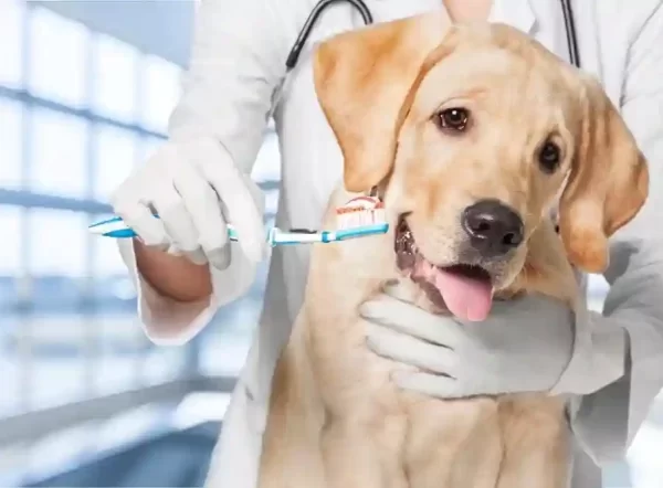 affordable pet dental care Caledon