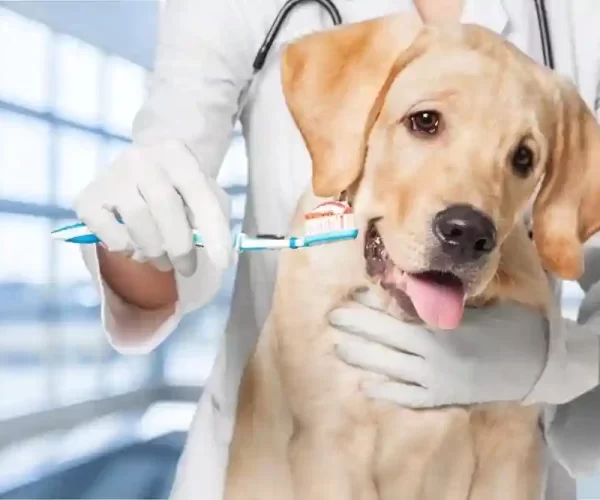 affordable pet dental care Mississauga