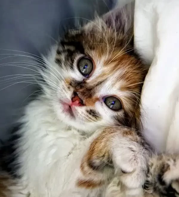affordable pet surgery Halton hills
