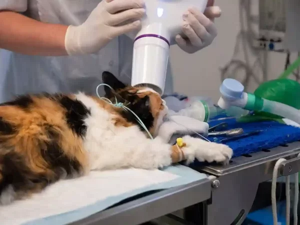 affordable pet surgery Mississauga