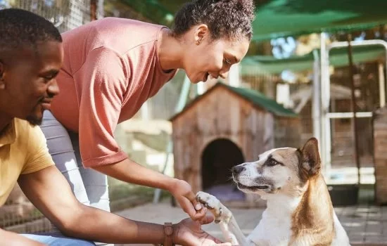anesthesia animals George Town