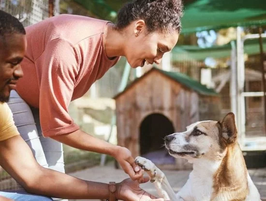 anesthesia animals Halton hills