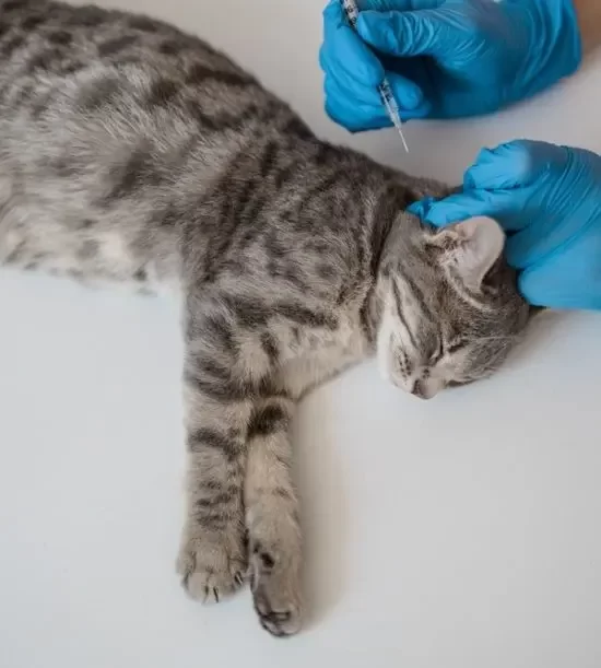 anesthesia for pets Mississauga