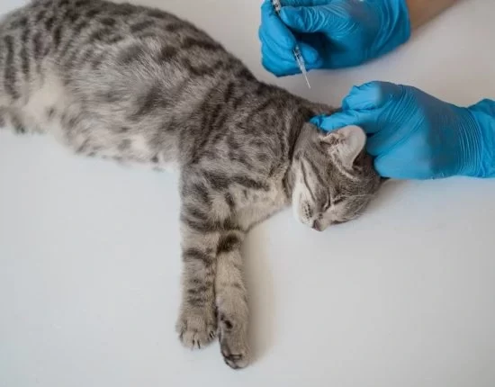 animal anesthesia Halton hills