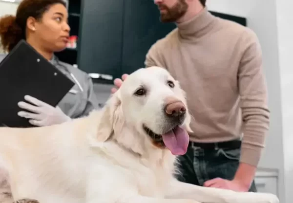 animal microchip implant Caledon