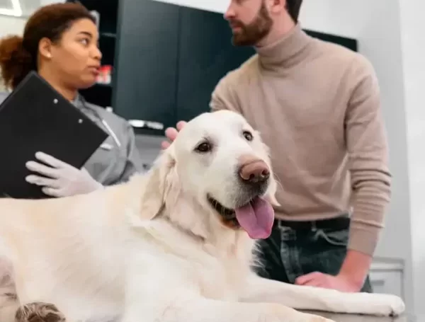 animal microchip implant Caledon