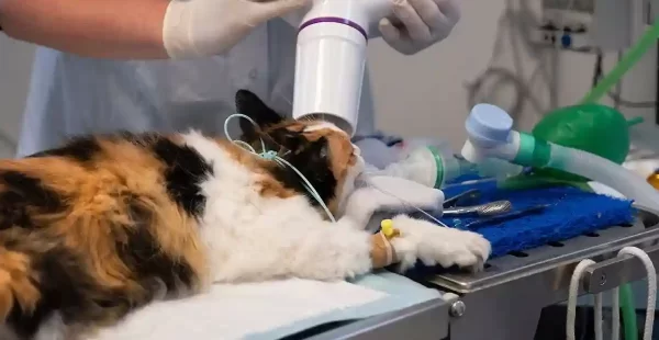 animal microchip implant Caledon