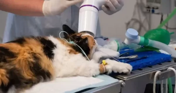 animal microchip implant Caledon