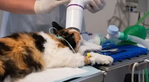 animal microchip implant Caledon