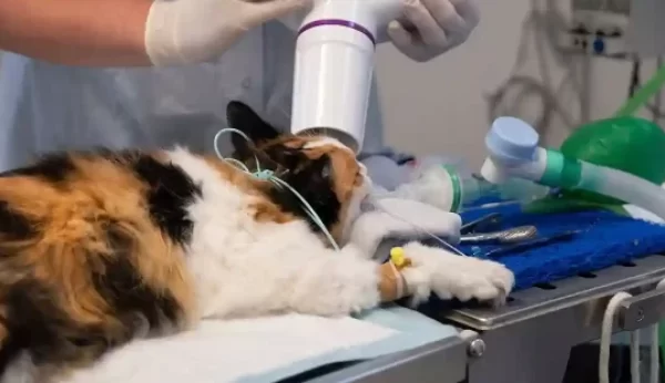 animal microchip implant Caledon