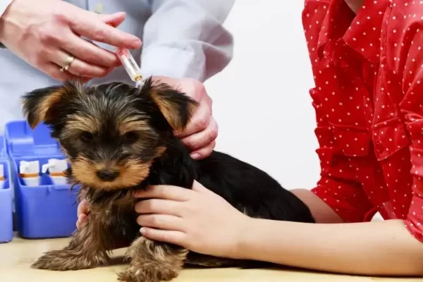 animal vaccination service halton hills