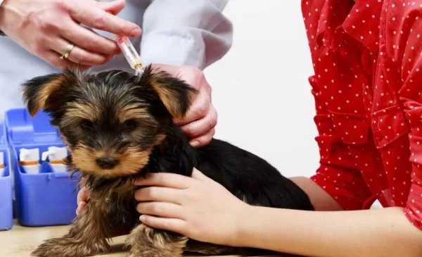 animal vaccination service Mississauga