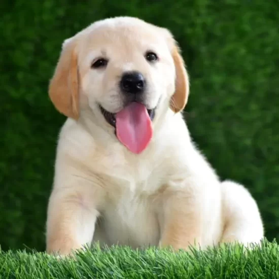 dental care for pets Mississauga