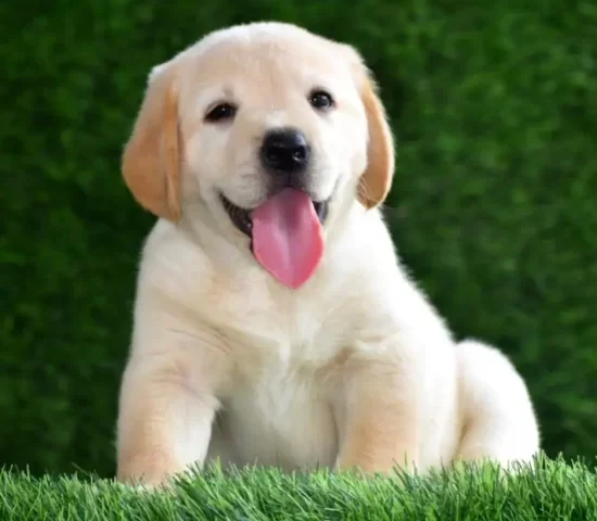 dental care pets Caledon