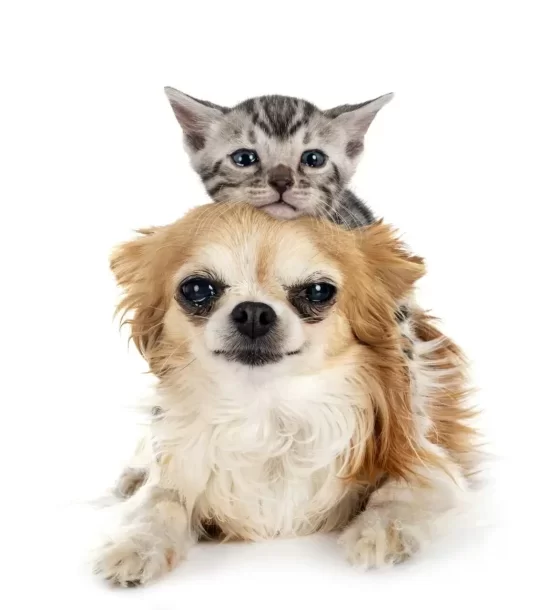 dental care pets Mississauga
