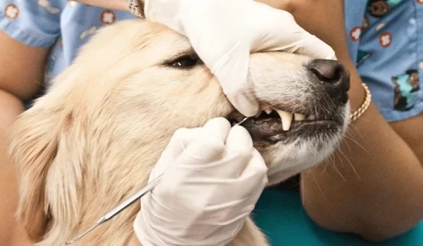 digital dental radiography Halton hills