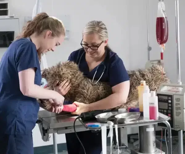 microchip implant animal Halton hills