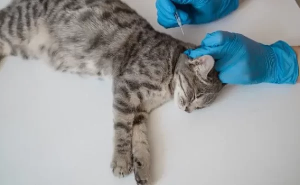 microchip implant animals Caledon
