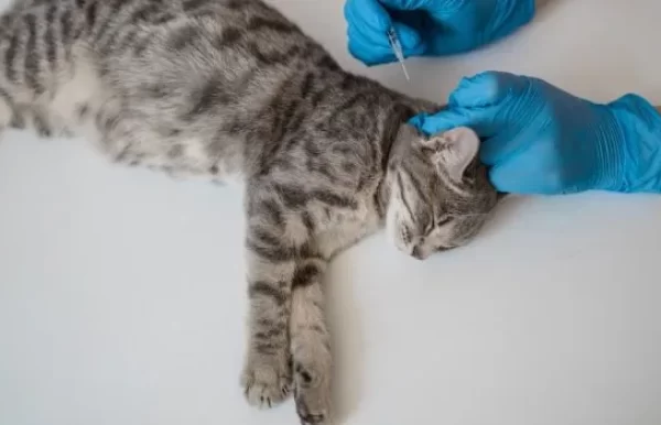 microchip implant animals Caledon