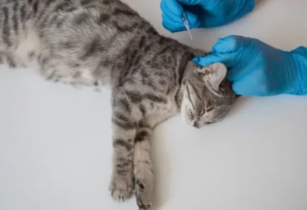 microchip implant animals Caledon