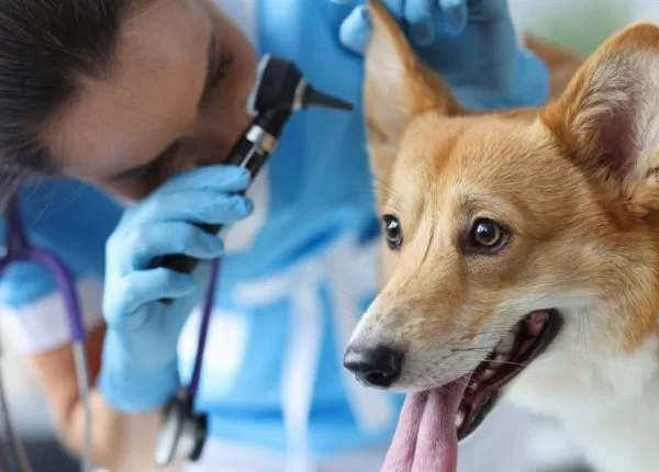ophthalmology veterinary Mississauga