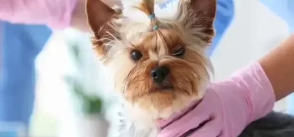 pet anesthesia George Town