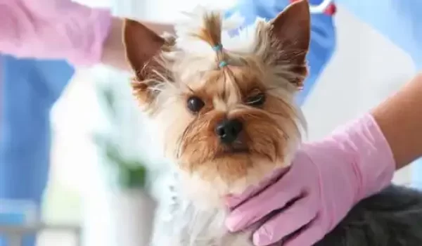 pet anesthesia Halton hills