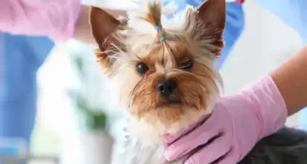 pet anesthesia Mississauga