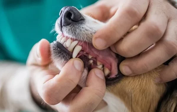 pet dental care Caledon