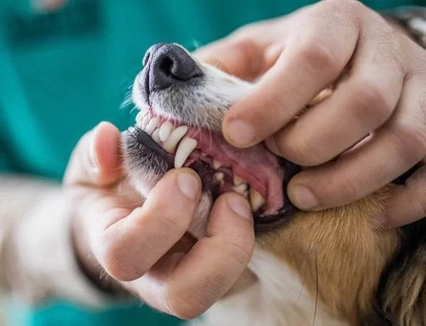 pet dental care Mississauga