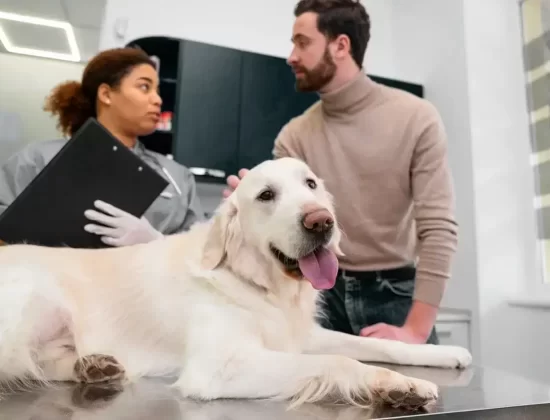 pet dentistry Caledon Caledon