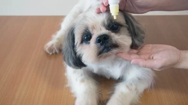 pet pathology George Town