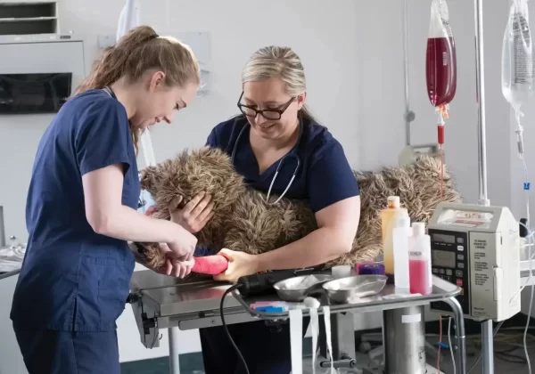 pet pathology Mississauga