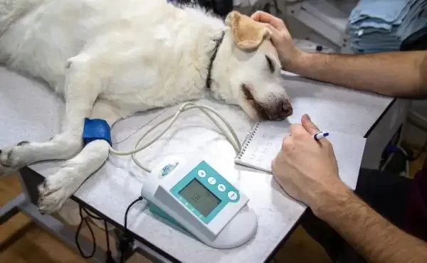 pet surgery Halton hills-