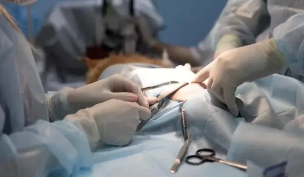 pet surgery Halton hills