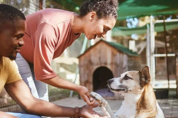 pets pathology services