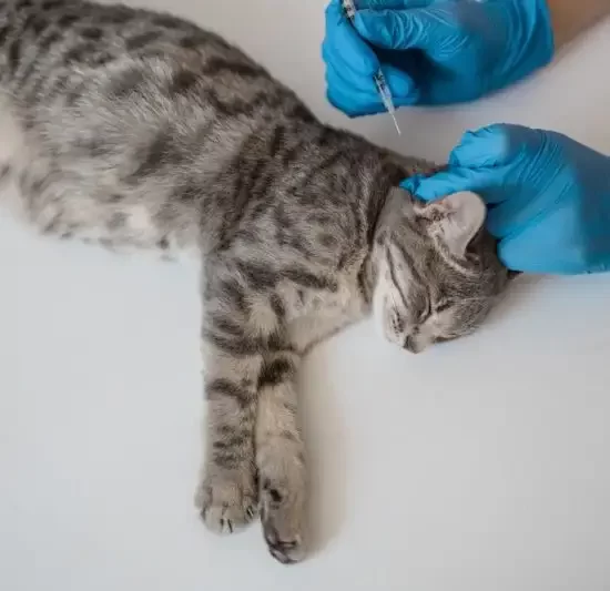 small-animal-ultrasonography-george-town