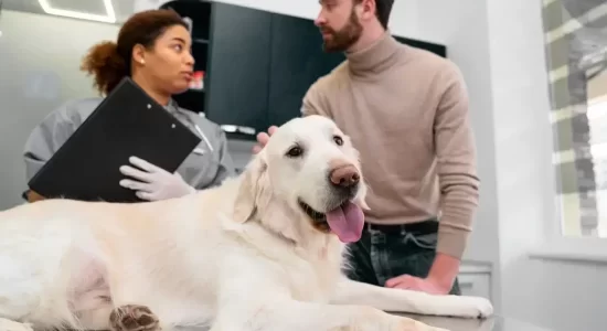 ultrasonography in animals Caledon