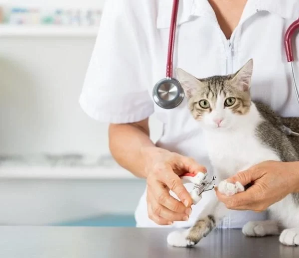 vaccination clinic for pets Mississauga