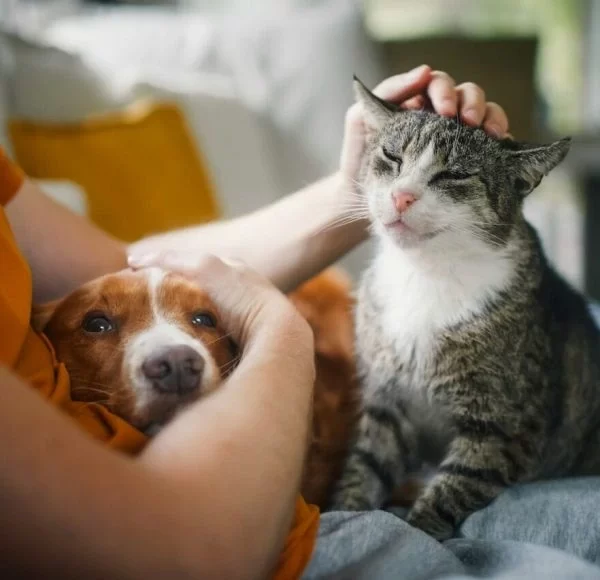 vaccine clinic for pets halton hills