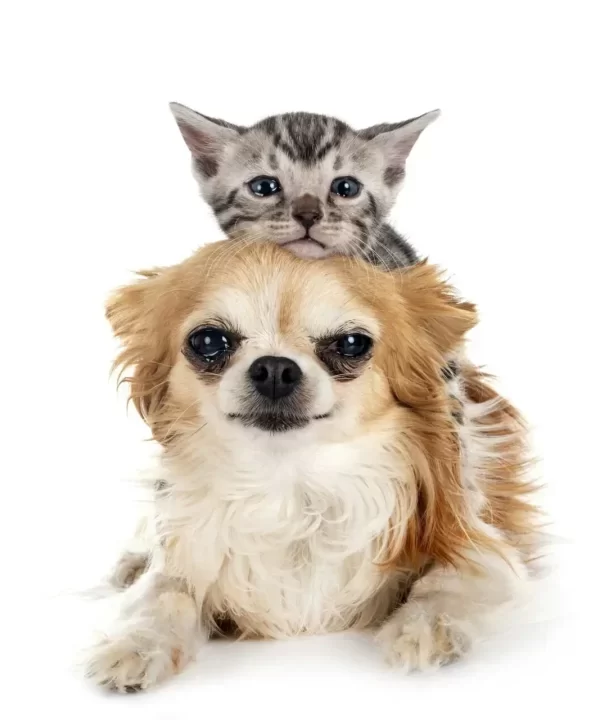 vaccine clinic for pets Mississauga