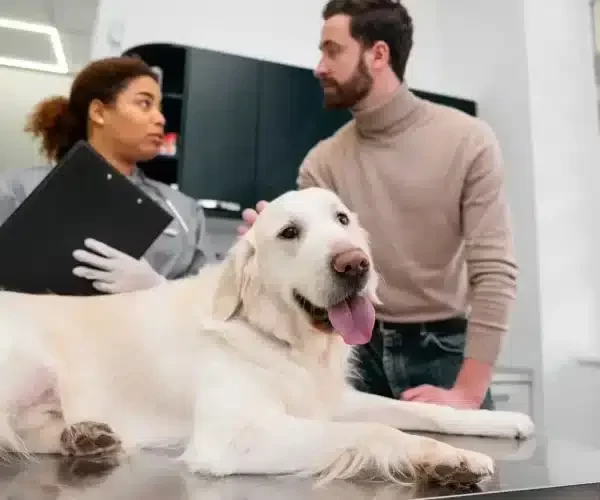 vet hospital animals microchip implant