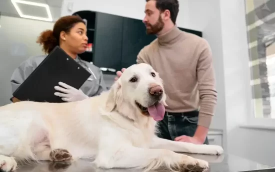 vet hospital mississauga