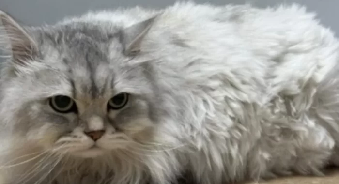 Vet hospital Brampton